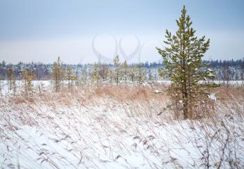 Pine tree and dry reeds on the coast of frozen winter lake in Karelia, Russia