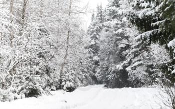 Nature background, snowy road in cold winter forest