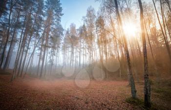 Autumn foggy morning with rising sun in the forest. Karelia, Russia