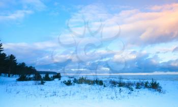 Winter coastal landscape with small trees on Baltic Sea coast under colorful evening cloudy sky. Gulf of Finland, Russia