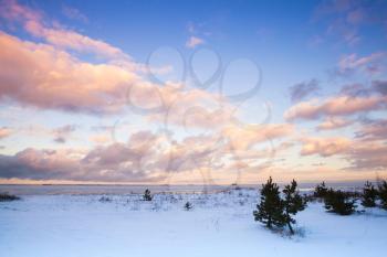 Winter coastal landscape with small pine trees on Baltic Sea coast under colorful cloudy sky. Gulf of Finland, Russia