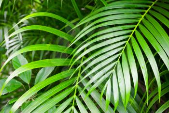 Bright green palm tree leaves, tropical nature background photo