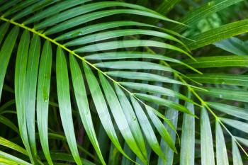 Bright green fresh palm tree leaves, tropical nature background photo