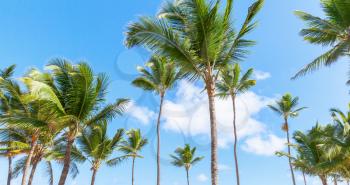 Palm trees and blue cloudy sky, nature of Dominican republic