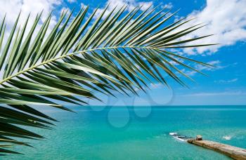 Palm branch with beautiful sea and sky on background