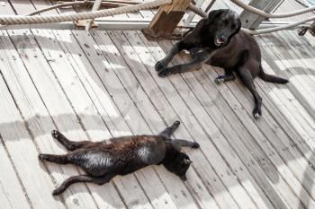 Black homeless cat and dog rest in the shadow on wooden floor