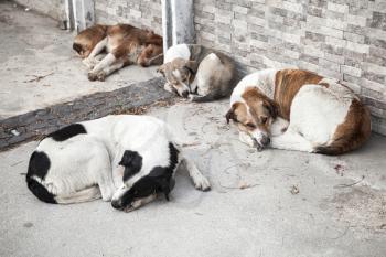 Group of homeless dogs sleep on urban street 