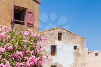 Piana village, Corsica island, France. Decorative pink flowers on the street of old stone living houses