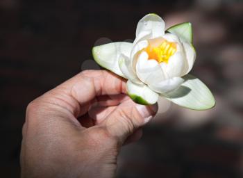 White water lily flower in man's hand
