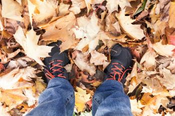Male feet in sport shoes standing on yellow falling maple leaves in autumn park