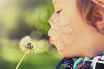 Caucasian blond baby girl blows on a dandelion flower in a park, vintage toned photo with selective focus