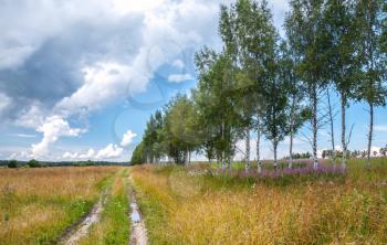 Rural road with birches along summer field