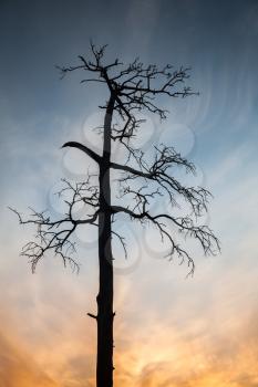 Dry dead pine tree on colorful evening sky background, natural vertical photo