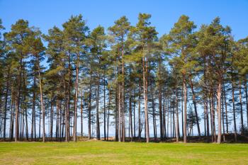 Pine trees grow on the coast of the Baltic Sea, Estonia, Narva