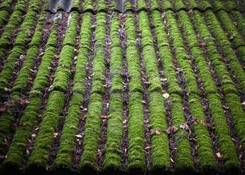 Bright green of mossy tiled roofing slate roof top background texture