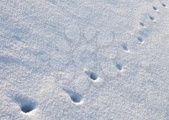 Animal traces in fresh loose snow