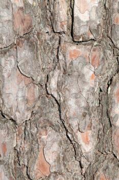 Vertical detailed pine tree bark background texture