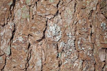 Detailed pine tree bark with lichen background texture