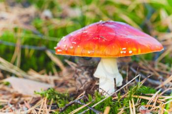 Bright red poisonous mushroom fly agaric growing in the forest, macro photo with selective focus