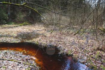Small stream with red water runs through wild forest