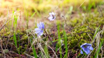 Wild Blue Hepatica flowers in the forest, spring season. Macro photo with selective focus
