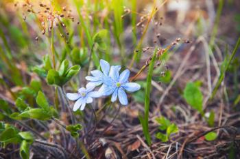 Wild Blue Hepatica flowers in spring forest. Macro photo with selective focus