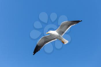 Great black-backed gull. White seagull flying in clear blue sky, closeup photo