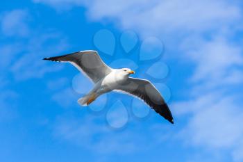 Great black-backed gull. White seagull flying in blue sky, closeup photo