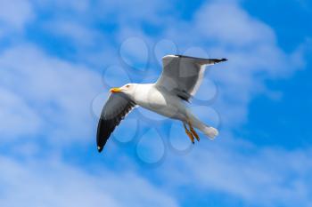 Great black-backed gull. White seagull flying in cloudy blue sky, closeup photo