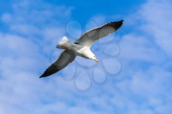 Great black-backed gull. Seagull flying in blue sky, closeup photo