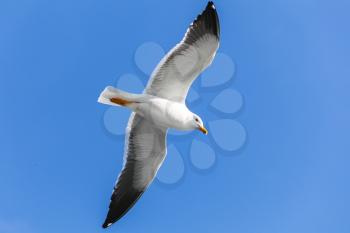 Great black-backed gull. Big white seagull flying in clear blue sky, closeup photo