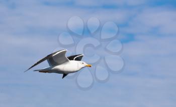 Great black-backed gull. Big white seagull flying in cloudy sky, close up photo