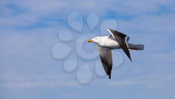 Great black-backed gull. White seagull flying in cloudy sky, closeup photo