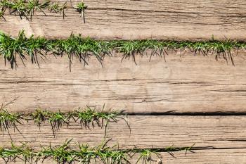 Brown weathered wooden floor with green grass growing through cracks between the boards, background photo texture