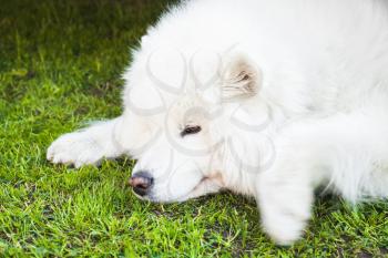 White fluffy Samoyed dog lays on a green grass, close-up photo
