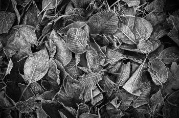 Fallen autumnal leaves lay on the ground, black and white background photo texture