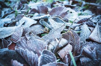 Fallen autumnal leaves lay on grass with frost, stylized photo with blue tonal correction filter
