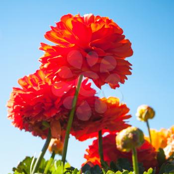 Bright red peony flowers in summer garden over blue sky background