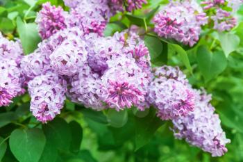 Bright lilac flowers, closeup photo of flowering woody plant in summer garden