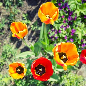 Colorful tulip flowers in spring garden, square top view photo with selective focus and tonal correction filter, old style