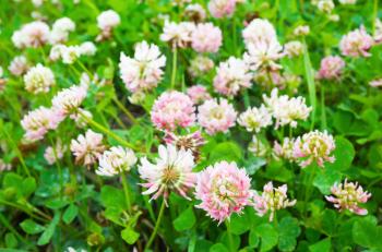 Wild white and pink clover flowers grow on summer meadow