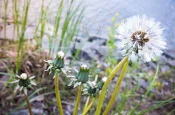 Blooming dandelion flower on the lake coast, closeup photo with selective focus