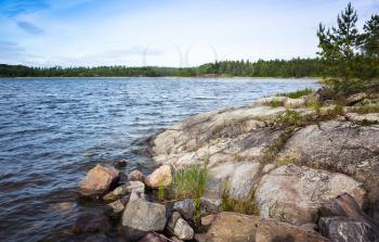 Ladoga lake landscape. Pine trees and grass grow on coastal rocks in summer