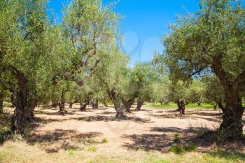 Olive trees with green fruits in traditional Greek garden, Zakynthos island, Greece 