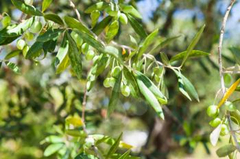 Olive tree branches with green fruits in sunlight over blurred garden background, closeup photo with selective focus
