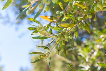 Olive tree branches with green fruits in sunlight over blurred sky background, close up photo with selective focus