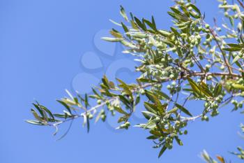 Green olive tree branches with fruits over blue sky background, photo with selective focus