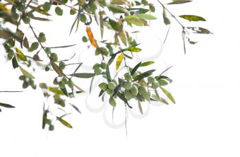 Green olive tree branches with fruits isolated on white background, selective focus
