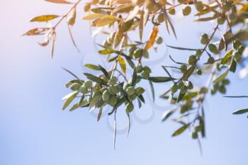 Green olive tree branches with fruits in sunlight over bright sky background, close up photo with selective focus