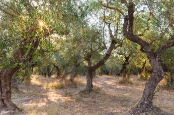 Olive trees in morning sunlight, traditional Greek garden, Zakynthos island, Greece 